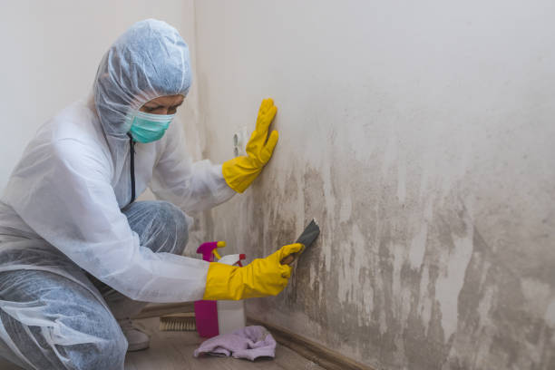 Best Residential Mold Removal  in Bloomfield, IN