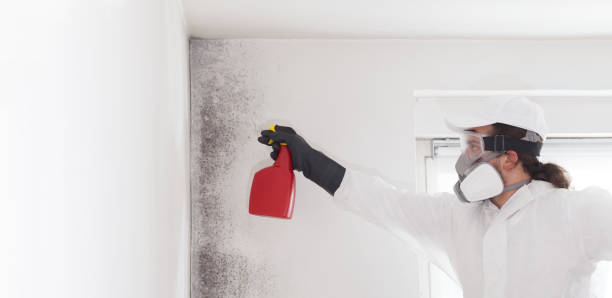 Best Local Mold Removal Service  in Bloomfield, IN